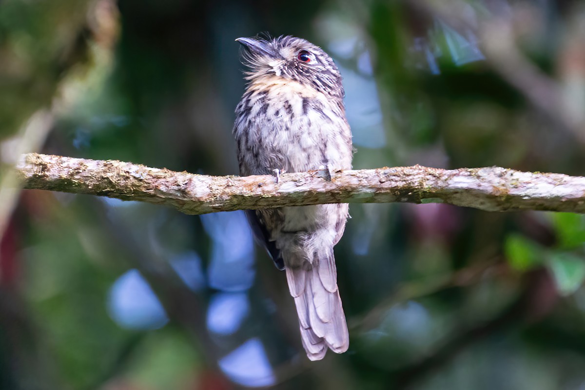 Black-streaked Puffbird - ML535732301