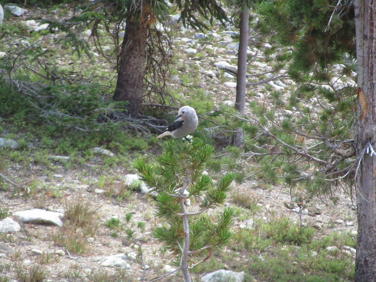 Clark's Nutcracker - ML535732691