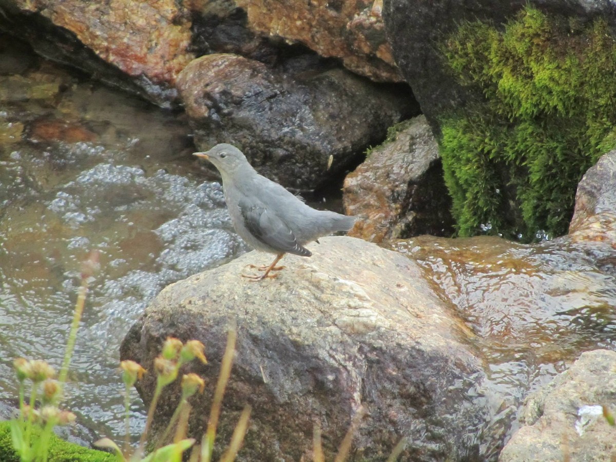 American Dipper - ML535732711