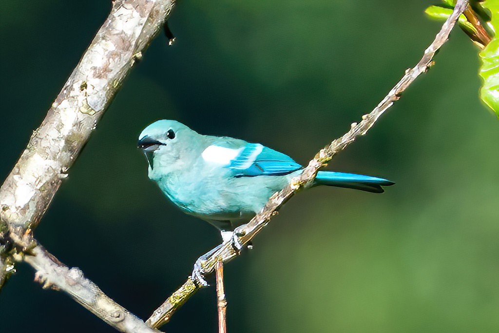 Blue-gray Tanager - ML535732911