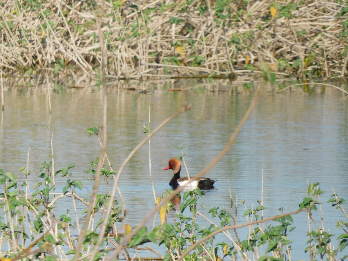 Red-crested Pochard - Shilpa Gadgil