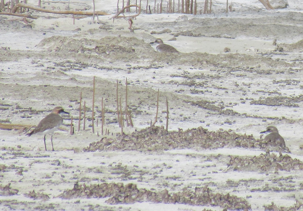 Greater Sand-Plover - ML535733251