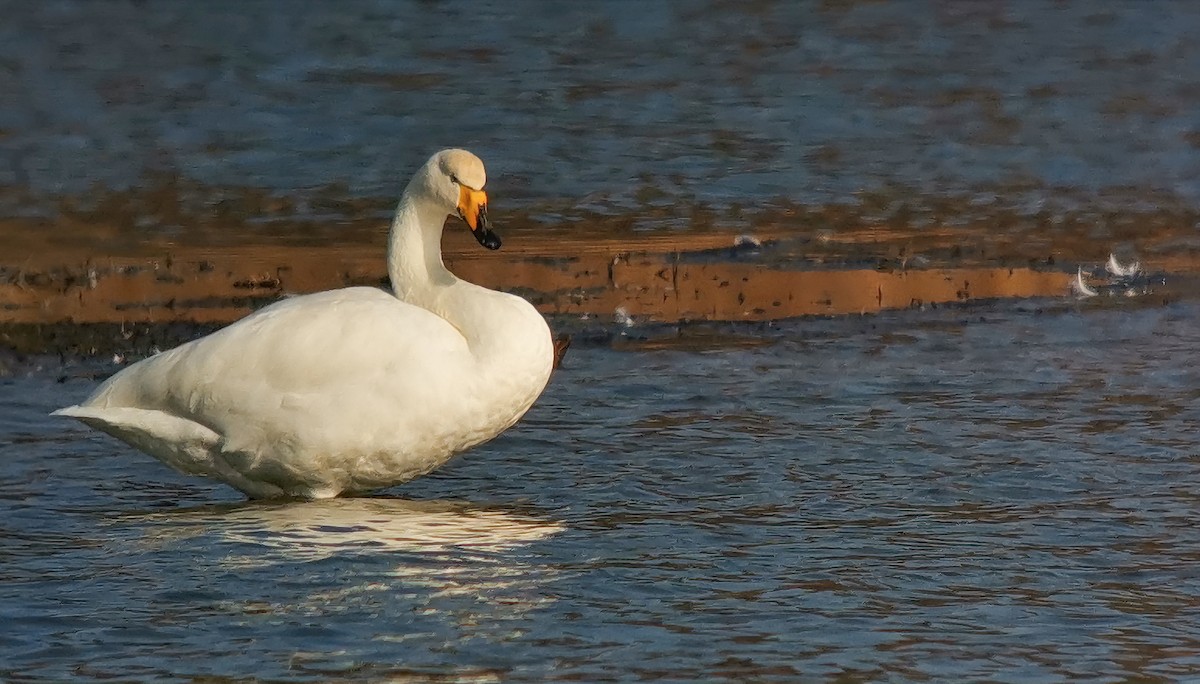 Whooper Swan - ML535733361