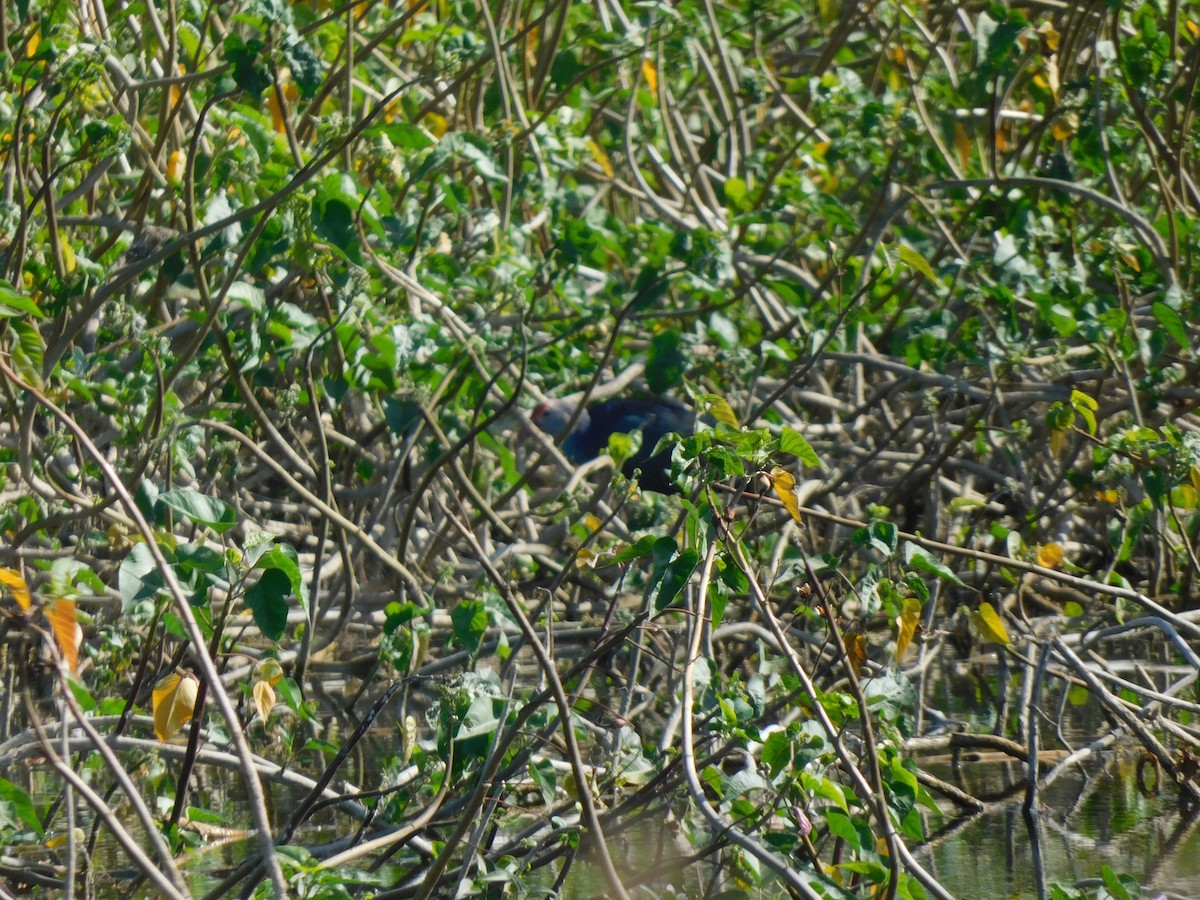 Gray-headed Swamphen - ML535733511