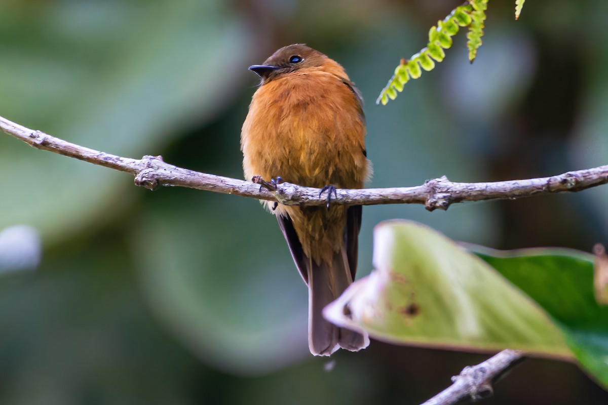 Cinnamon Flycatcher - ML535733731