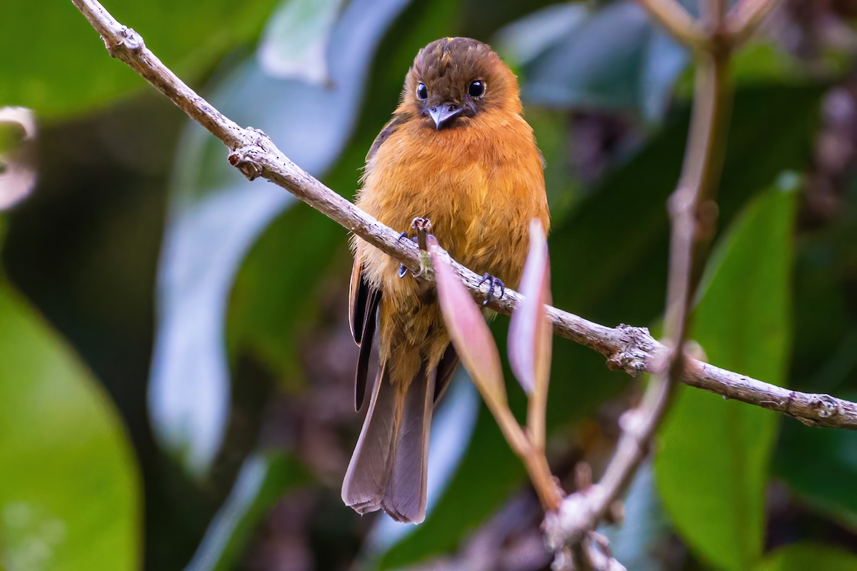 Cinnamon Flycatcher - ML535733751