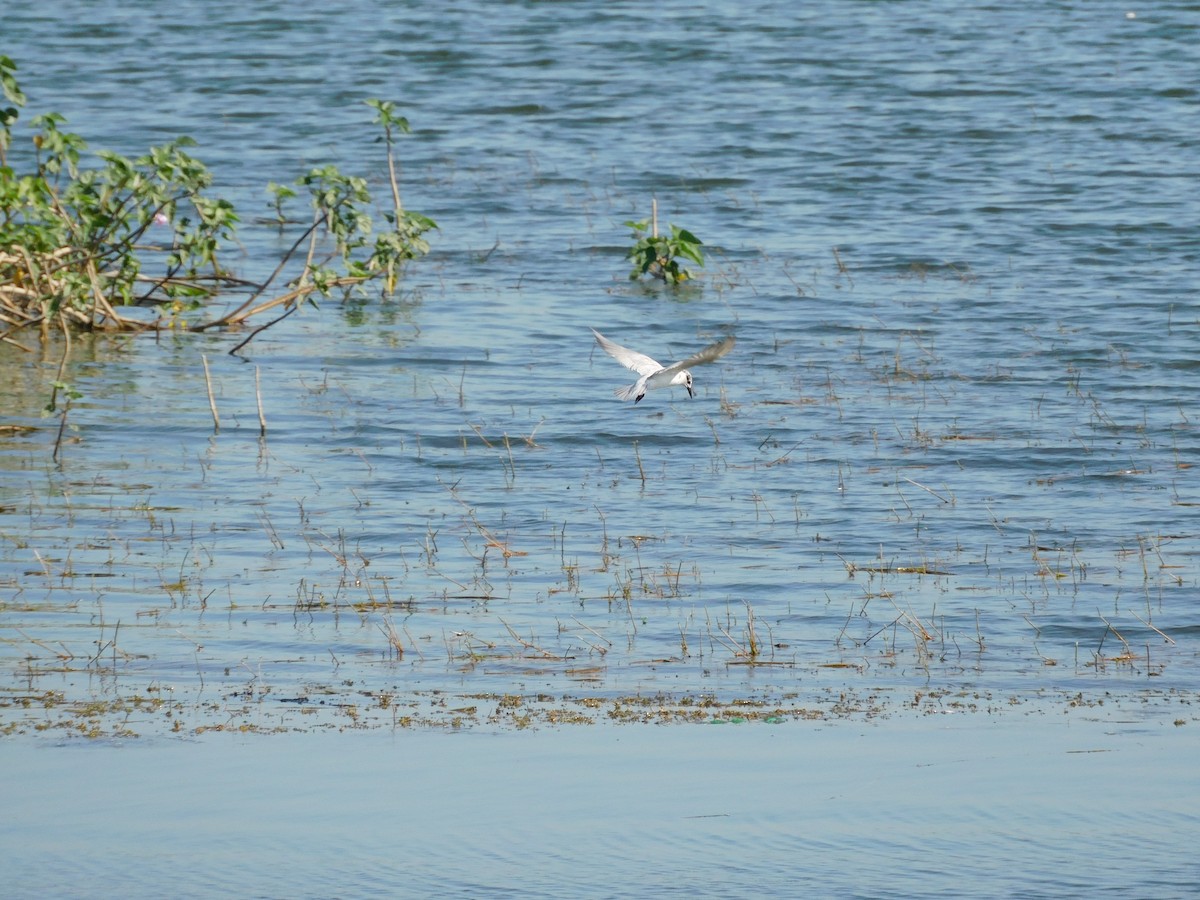 Whiskered Tern - ML535733841