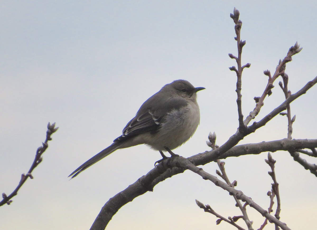 Northern Mockingbird - ML535733951