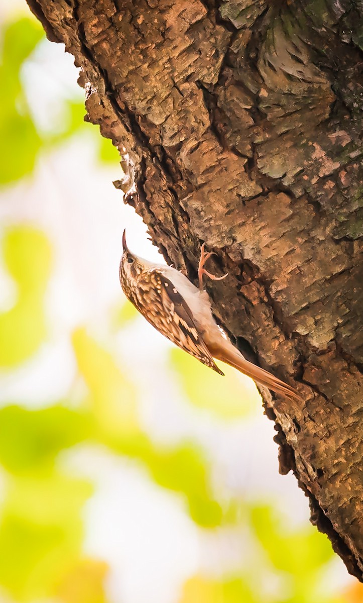 Brown Creeper - ML535733981