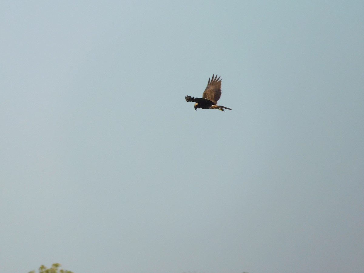 Western Marsh Harrier - ML535734581