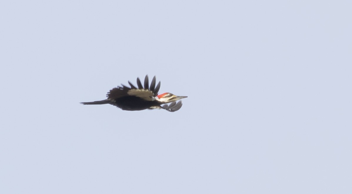 Pileated Woodpecker - ML535734591