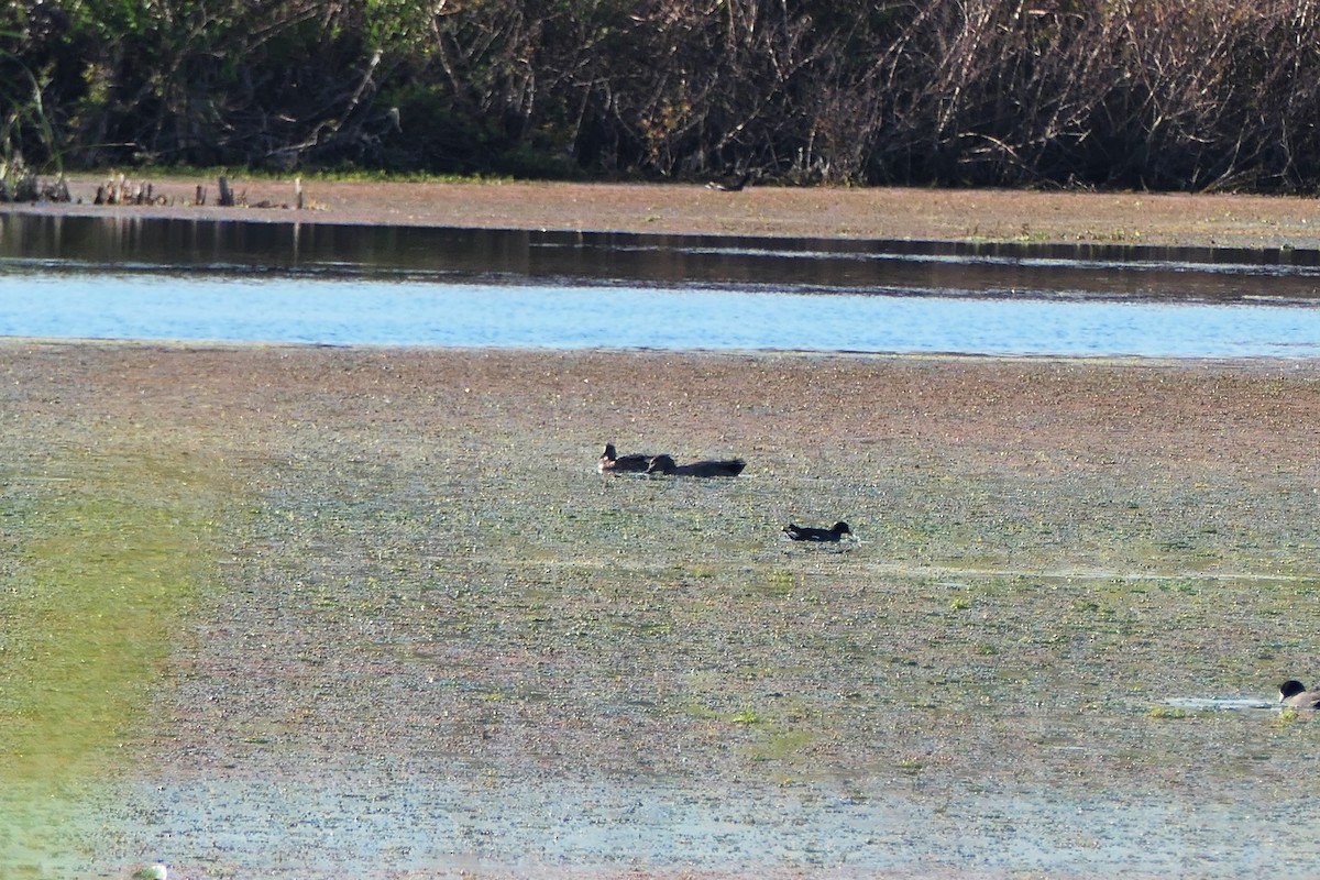 Gadwall - ML535735311