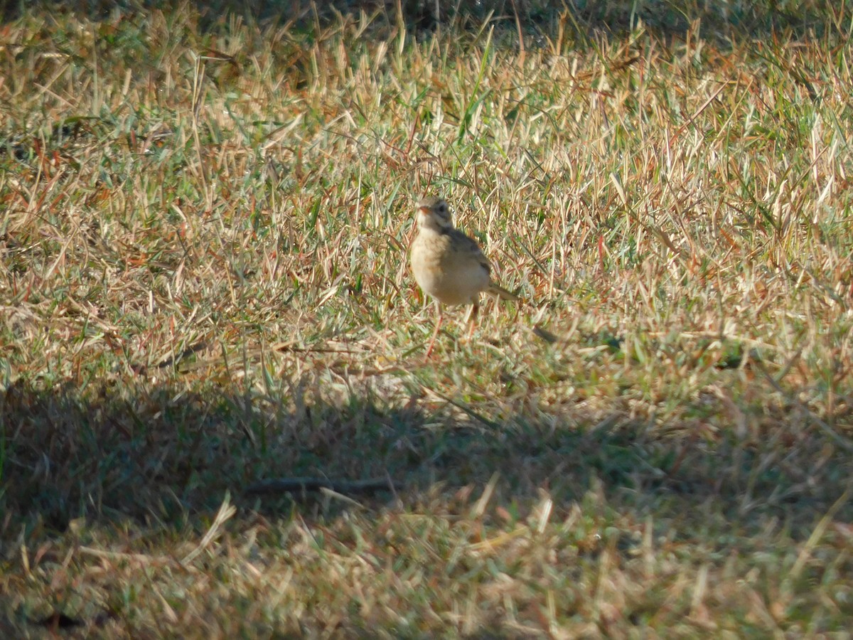 Paddyfield Pipit - Shilpa Gadgil