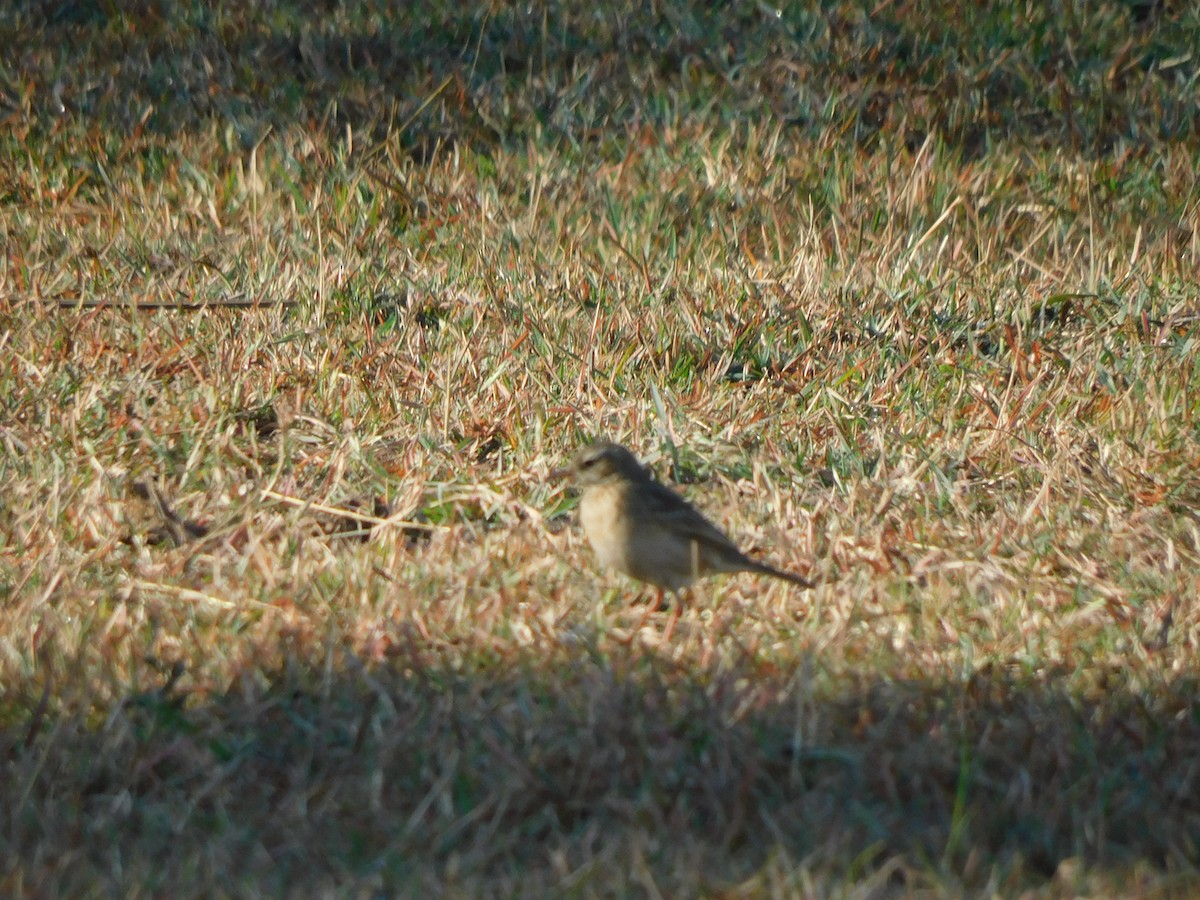 Paddyfield Pipit - ML535735331