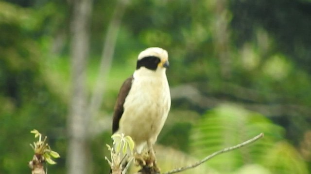 Laughing Falcon - ML535735381