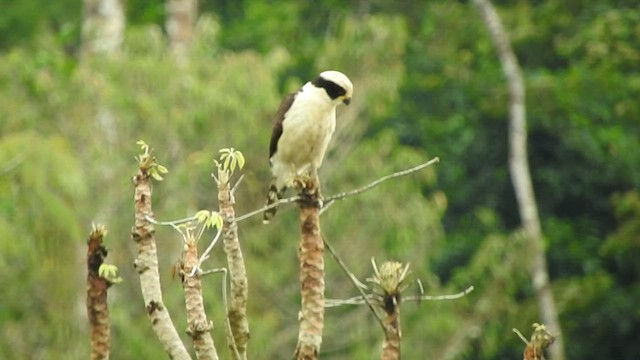 Laughing Falcon - ML535735391