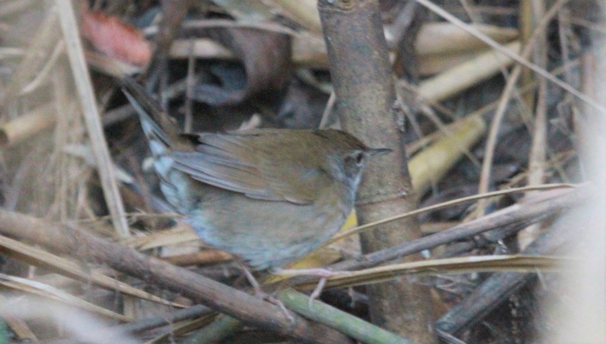 Baikal Bush Warbler - ML535735441