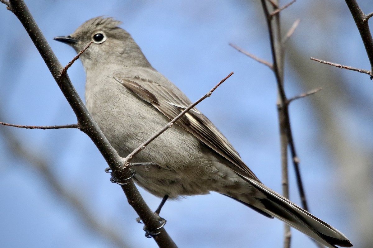 Townsend's Solitaire - ML535735921