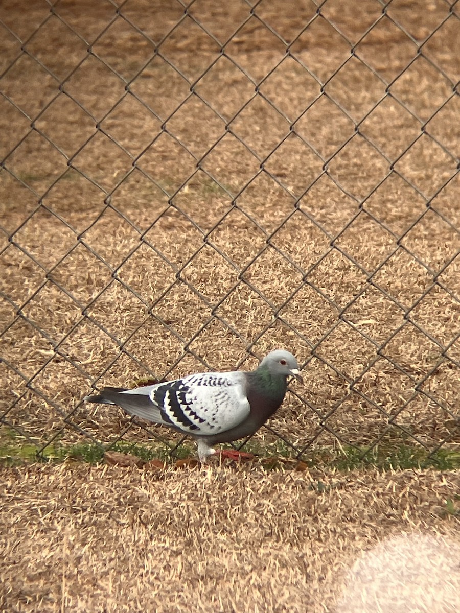 Rock Pigeon (Feral Pigeon) - Aidan Tagami