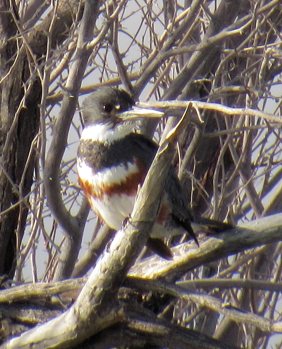 Belted Kingfisher - ML53573611