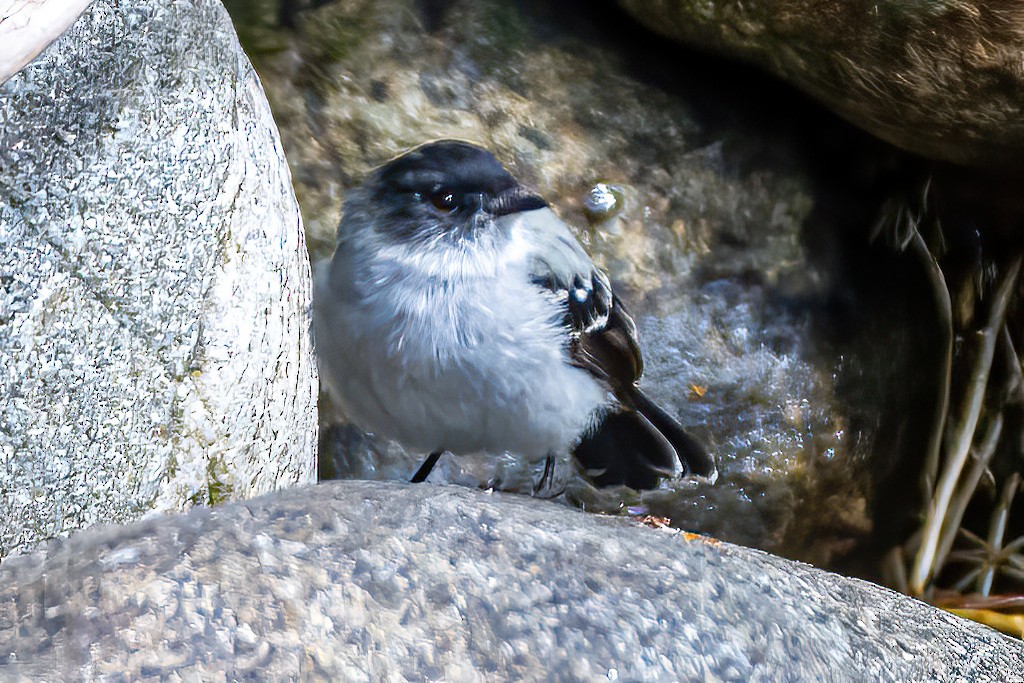 Torrent Tyrannulet - ML535736151