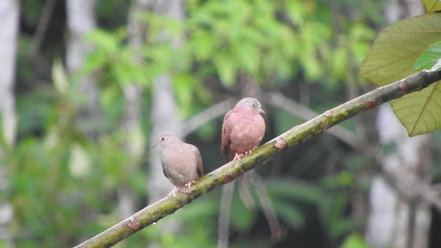 Ruddy Ground Dove - ML535736321