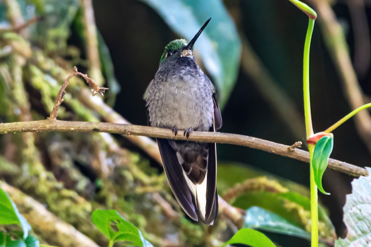 Green-backed Hillstar - ML535736451