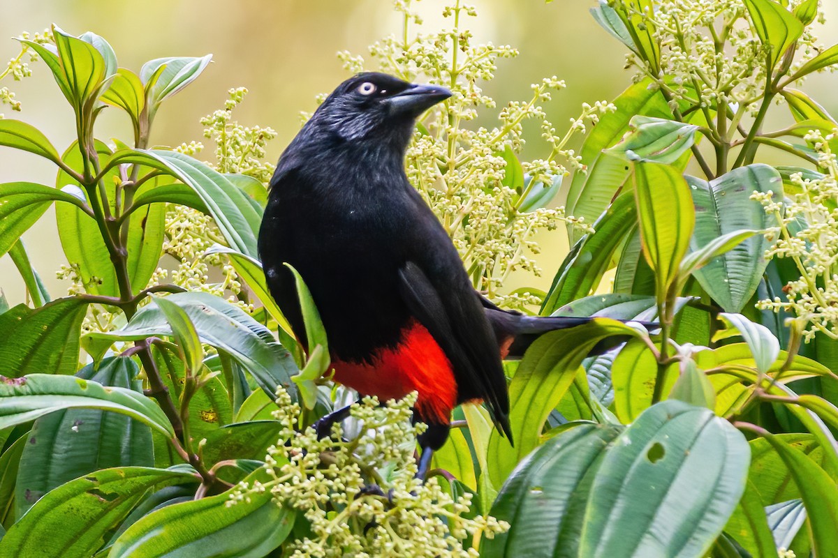 Red-bellied Grackle - ML535736581