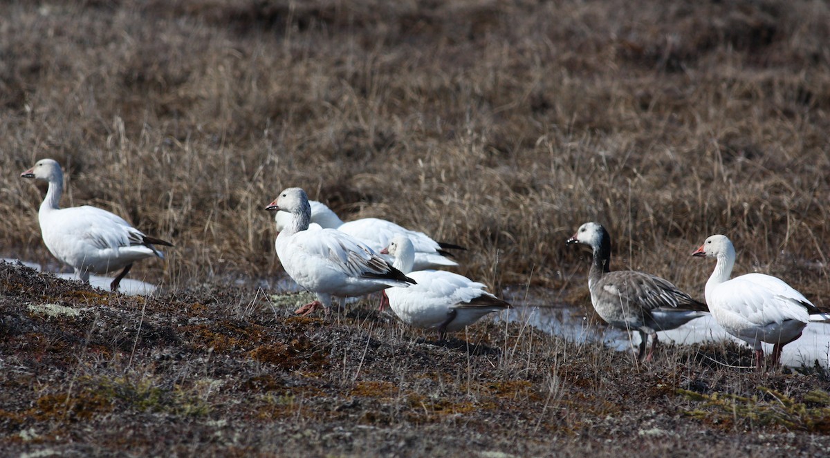 Snow Goose - ML53573681