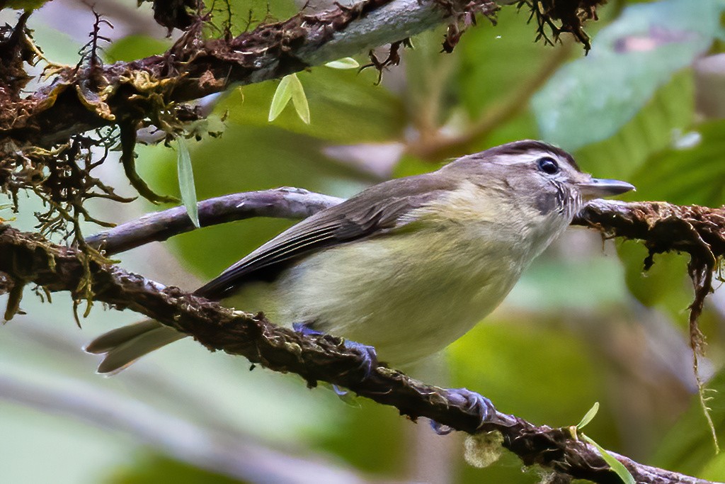 Kahverengi Vireo - ML535737071