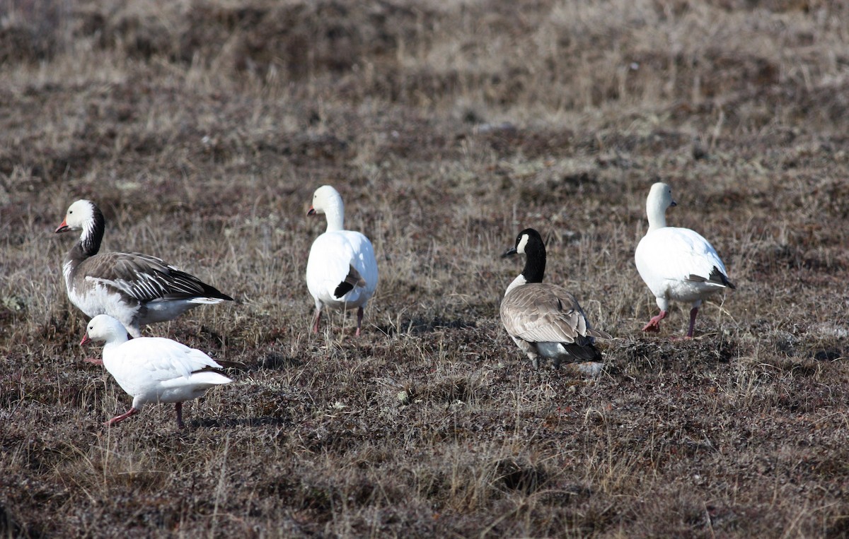 Ross's Goose - ML53573711