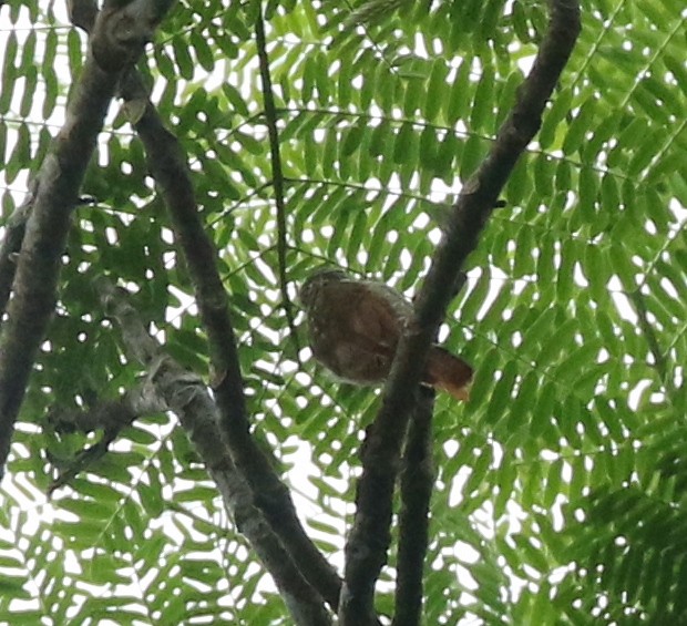 Rufous-tailed Xenops - Andrew Vallely