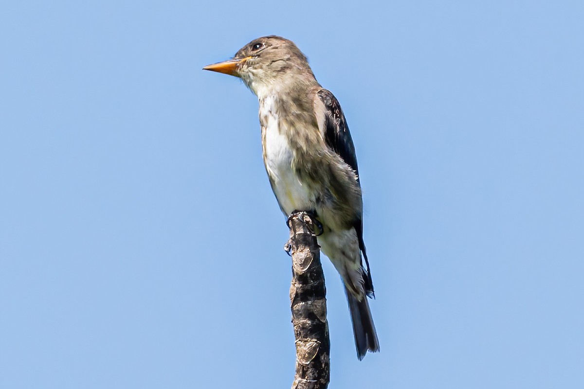 Olive-sided Flycatcher - ML535738141