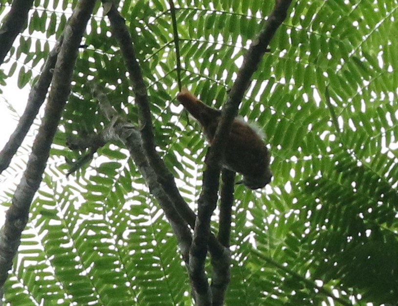 Rufous-tailed Xenops - Andrew Vallely