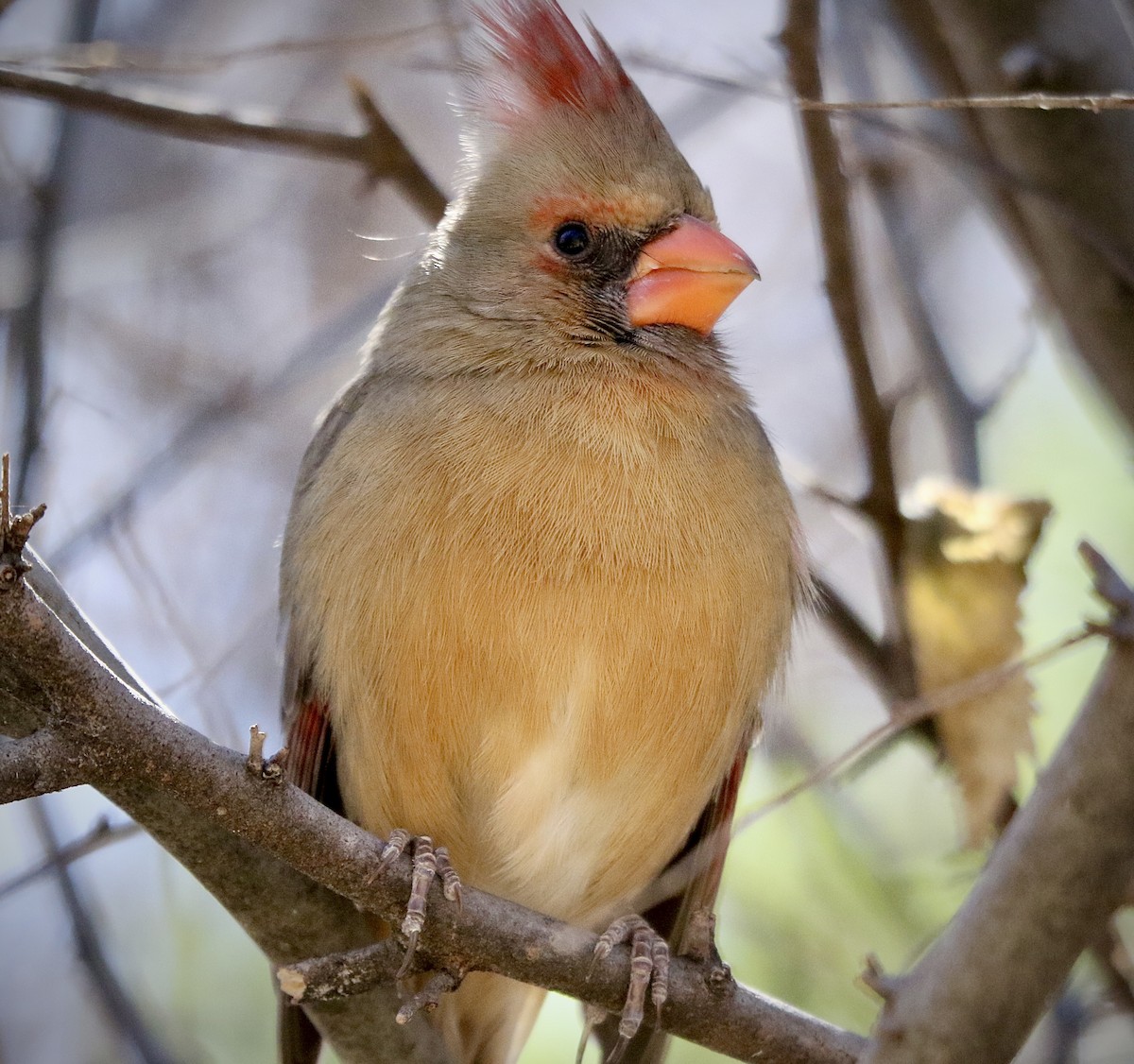 ショウジョウコウカンチョウ - ML535738231