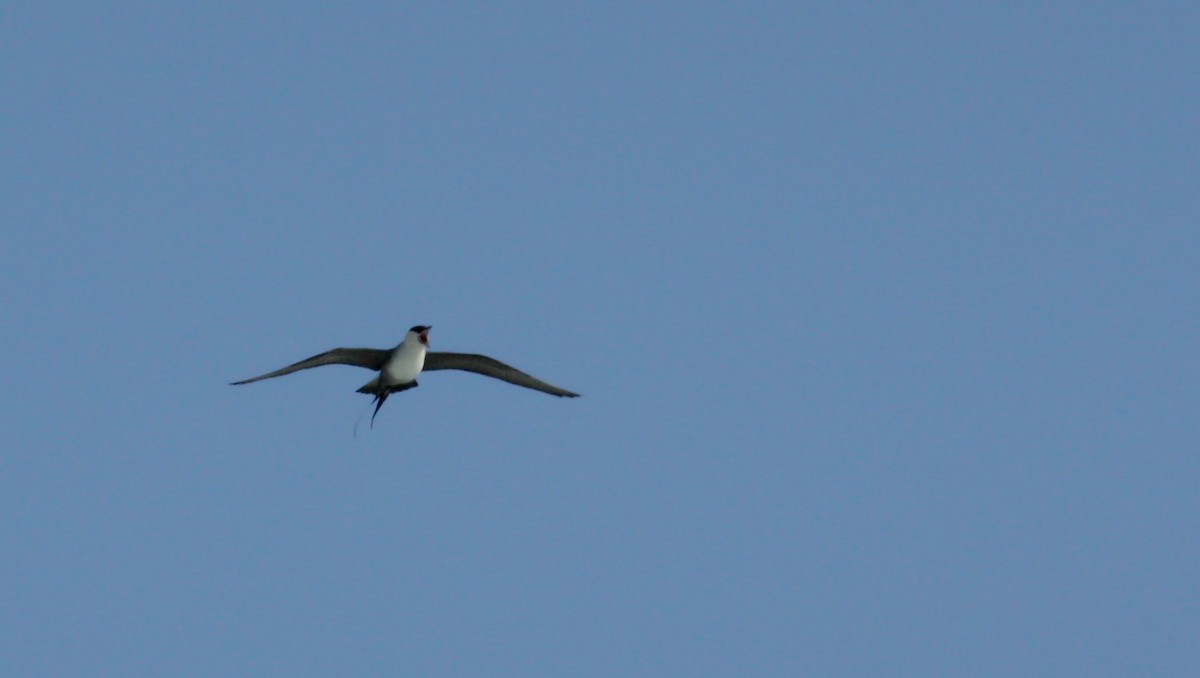 Long-tailed Jaeger - ML53573951