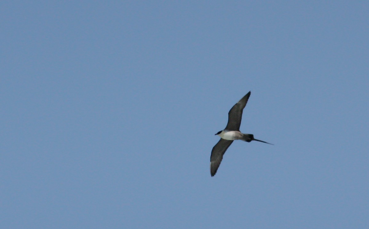 Long-tailed Jaeger - ML53573961