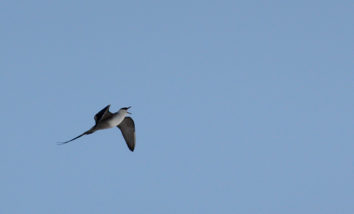 Long-tailed Jaeger - ML53573971