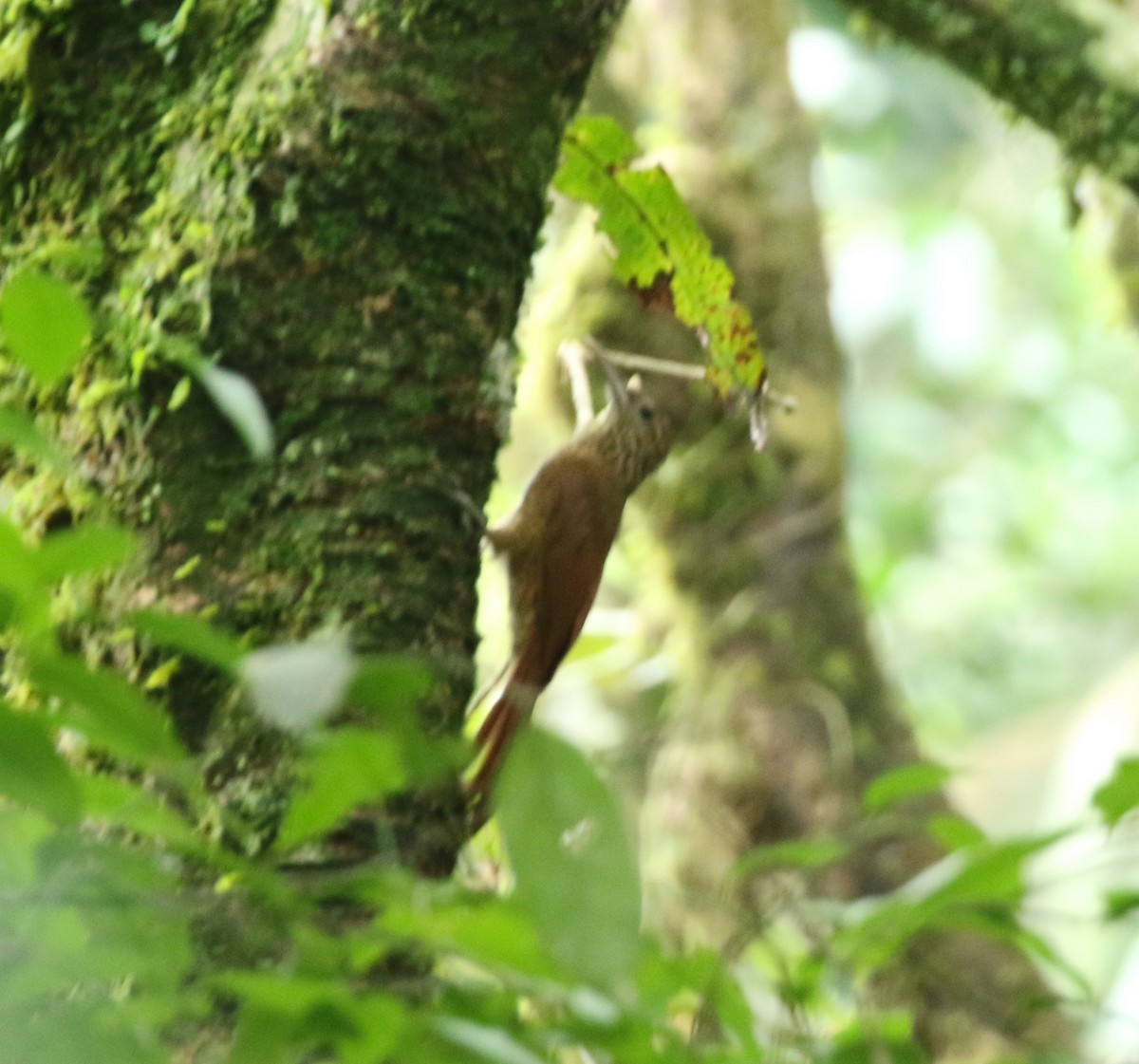 Black-banded Woodcreeper (Black-banded) - Andrew Vallely