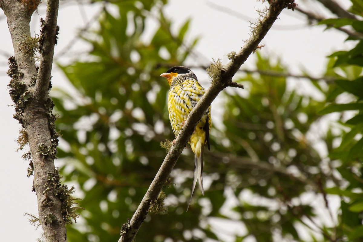Swallow-tailed Cotinga (Swallow-tailed) - Tommy Pedersen