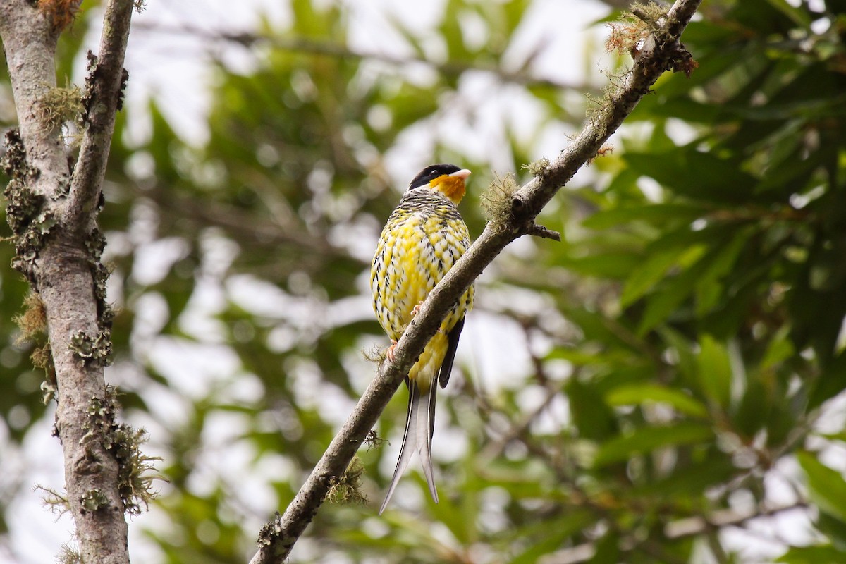 Cotinga Tijereta (flavirostris) - ML535740791