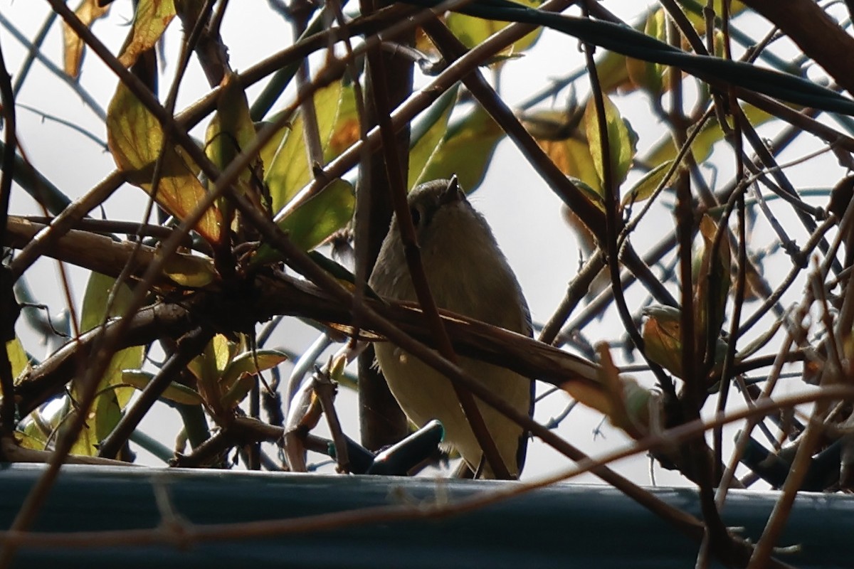 Ruby-crowned Kinglet - ML535741651