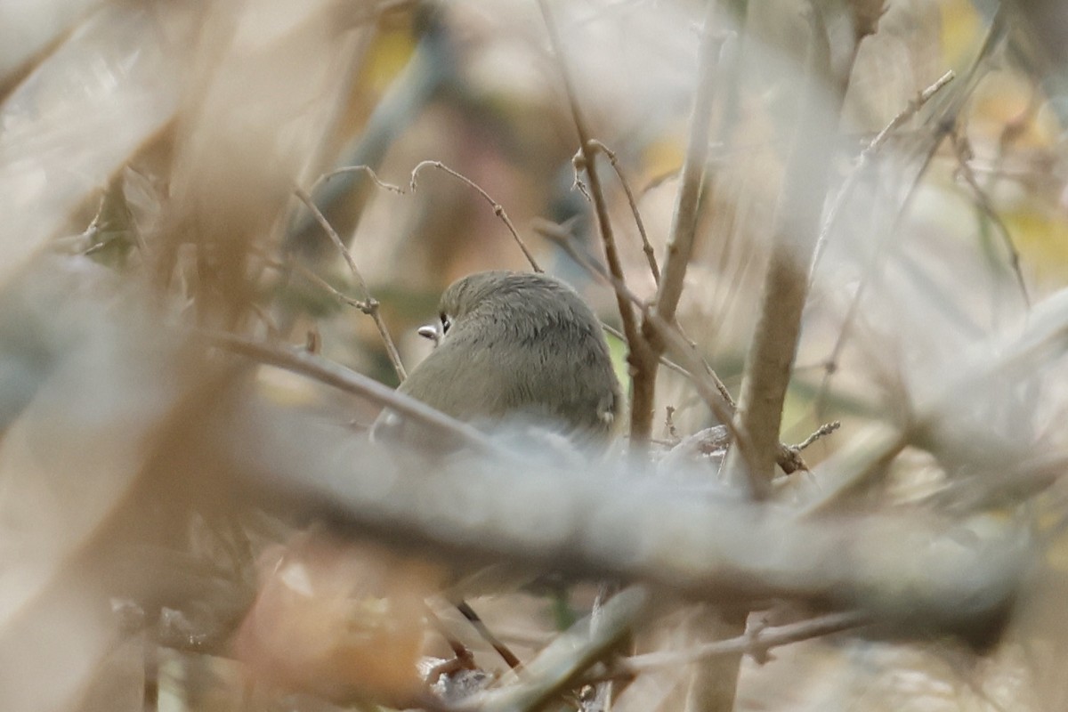 Ruby-crowned Kinglet - ML535741671