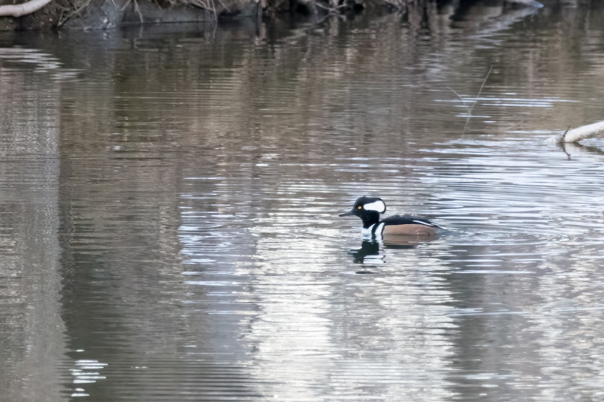 Hooded Merganser - ML535741871