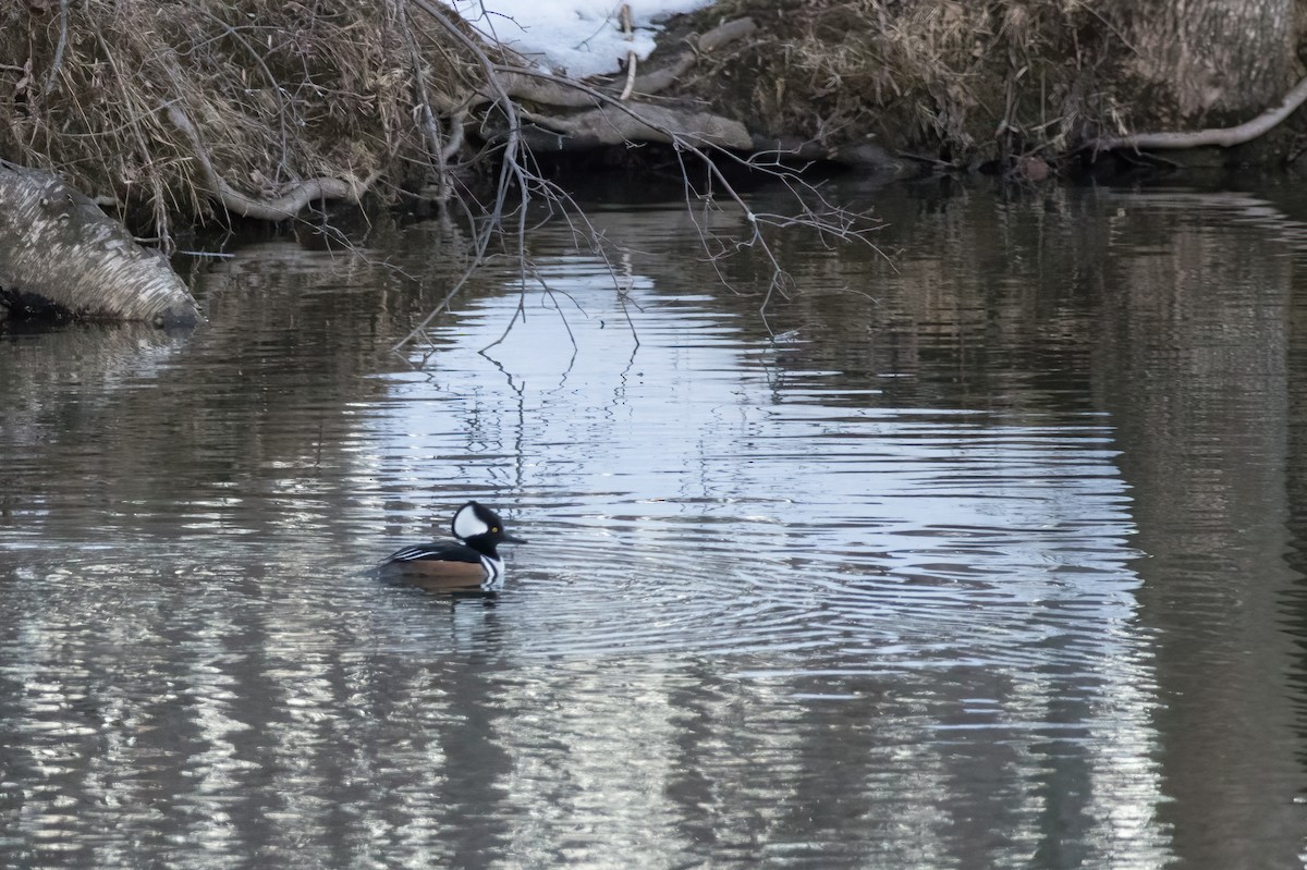 Hooded Merganser - ML535741921