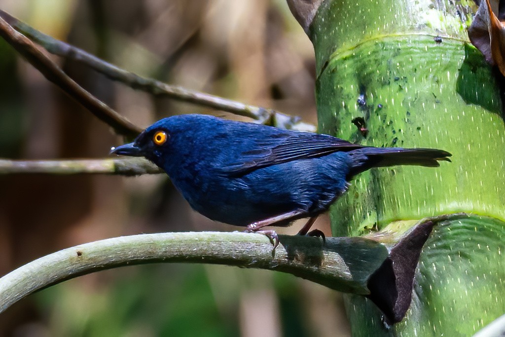 Deep-blue Flowerpiercer - ML535742171