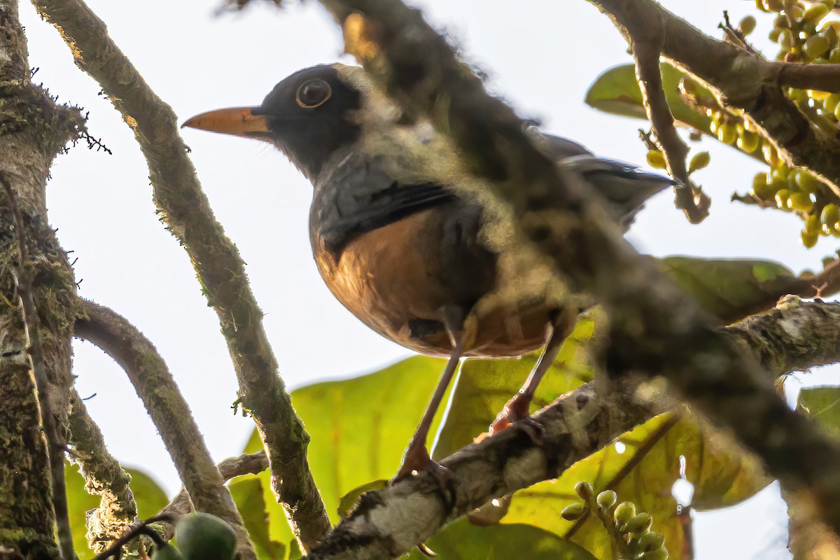 Chestnut-bellied Thrush - ML535742301