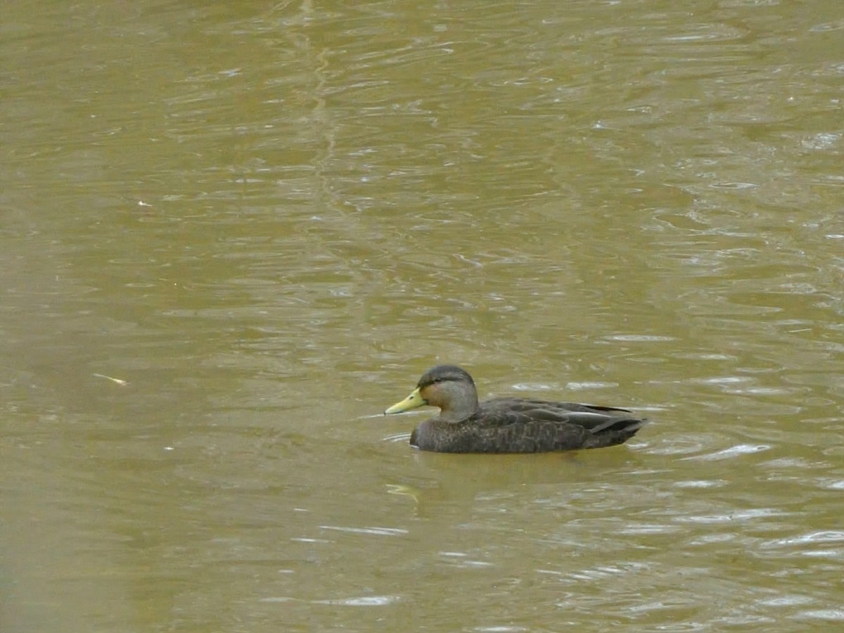 American Black Duck - ML535742581