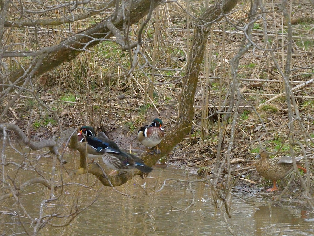 Wood Duck - ML535743481