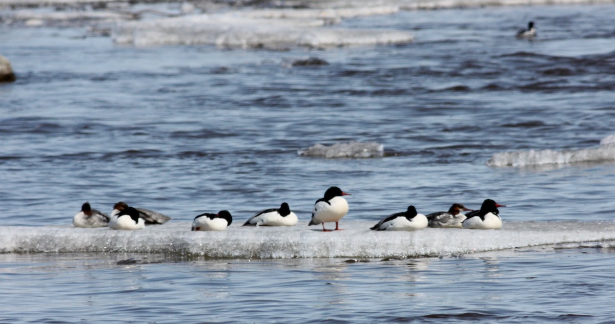 Common Merganser (North American) - ML53574371